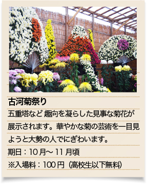 古河菊祭り五重塔など 趣向を凝らした見事な菊花が展示されます。華やかな菊の芸術を一目見ようと大勢の人でにぎわいます。期日：10月～11月頃<br>※入場料：100円（高校生以下無料）